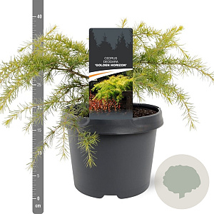 Cedrus deod. 'Golden Horizon' 25-30 cm 3,5L