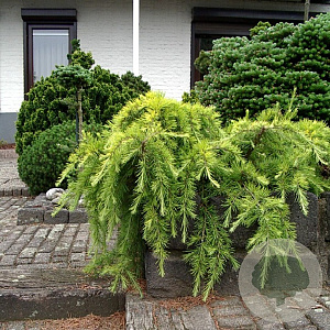 Cedrus deod. 'Golden Horizon' 30-40 cm 5,0L