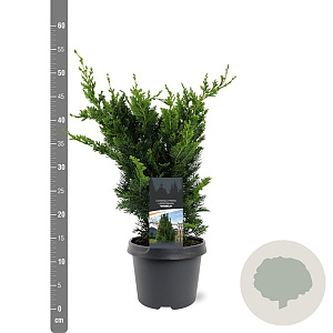 Chamaecyparis l. 'Wisselii' 30-40 cm 3,0L