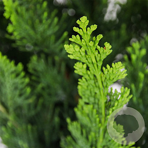 Chamaecyparis l. 'Wisselii' 30-40 cm 3,0L