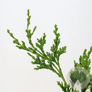Chamaecyparis l. 'Wisselii' 30-40 cm 3,0L