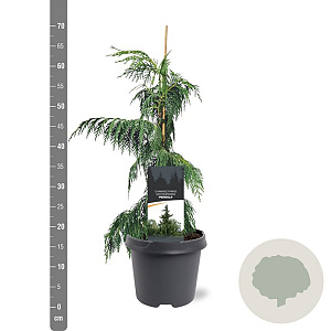 Chamaecyparis n. 'Pendula' 40-50 cm 3,0L