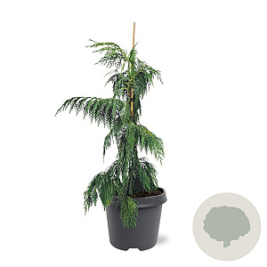 Chamaecyparis n. 'Pendula' 40-50 cm 3,0L