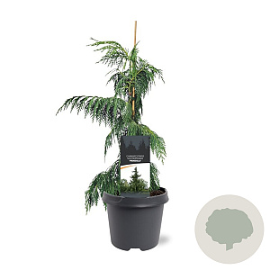 Chamaecyparis n. 'Pendula' 40-50 cm 3,0L