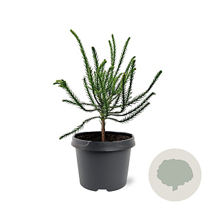 Cryptomeria j. 'Dacrydioides' 20-25 cm 3,0L
