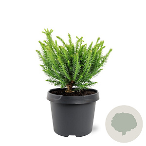 Cryptomeria ' 'Dinger' 20-25 cm 3,0L