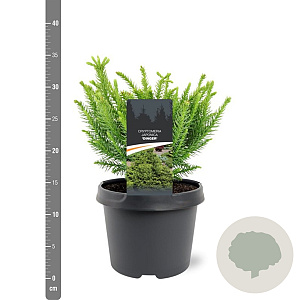 Cryptomeria ' 'Dinger' 20-25 cm 3,0L