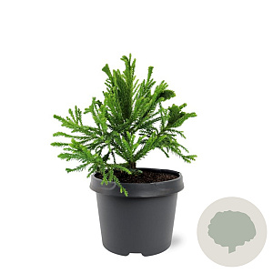 Cryptomeria j. Serama 20-25 cm 3,0L