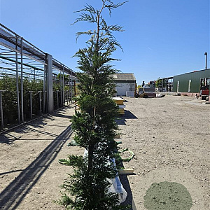 Cupressocyparis leylandii 200-225 cm 15L