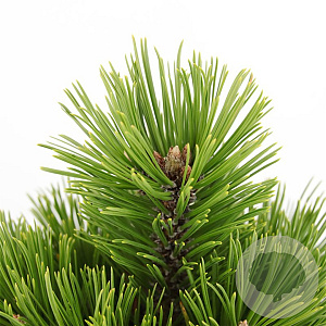 Pinus heldreichii 'Compact Gem' 25-30 cm 3,5L