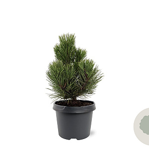 Pinus heldreichii 'Compact Gem' 25-30 cm 3,5L