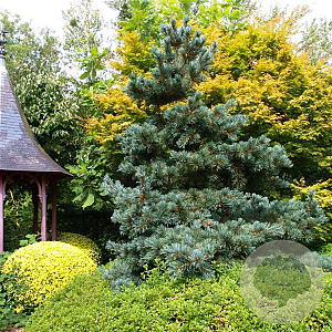 Pinus parv. 'Glauca' 25-30 cm 3,5L