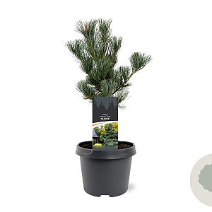 Pinus parv. 'Glauca' 25-30 cm 3,5L