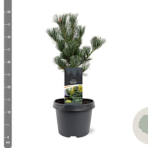 Pinus parv. 'Glauca' 25-30 cm 3,5L