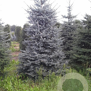 Picea pungens 'Blue Diamond' 25-30 cm 3,5L