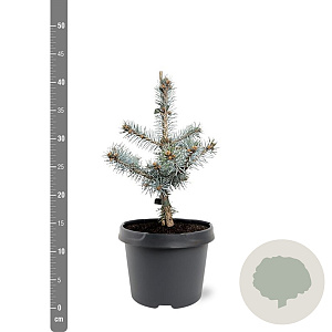 Picea pungens 'Blue Diamond' 25-30 cm 3,5L