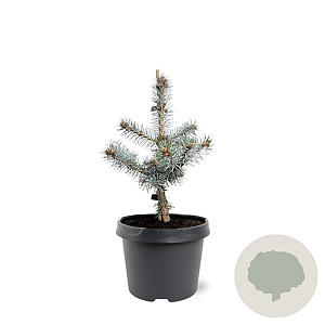 Picea pungens 'Blue Diamond' 25-30 cm 3,5L