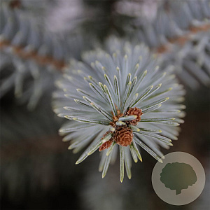 Picea pungens 'Erich Frahm' 40-50 cm 5,0L
