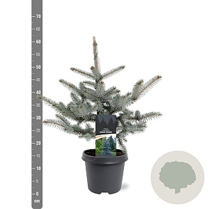 Picea pungens 'Erich Frahm' 40-50 cm 5,0L