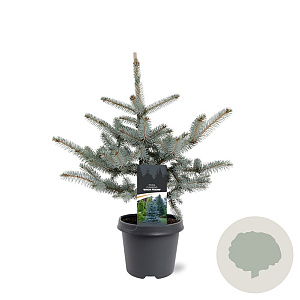 Picea pungens 'Erich Frahm' 40-50 cm 5,0L
