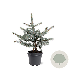 Picea pungens 'Erich Frahm' 40-50 cm 5,0L