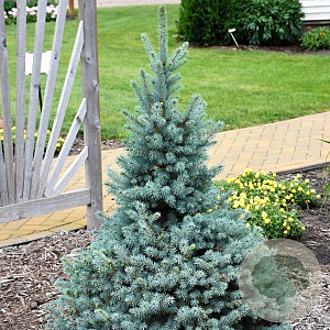 Picea pungens 'Erich Frahm' 40-50 cm 5,0L