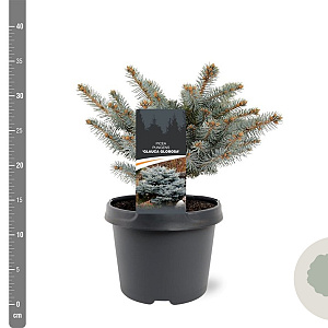 Picea pungens 'Glauca Globosa' 20-25 cm 3,0L