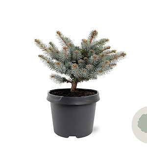 Picea pungens 'Glauca Globosa' 20-25 cm 3,0L