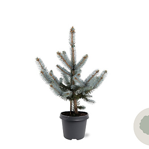 Picea pungens 'Hoopsii' 40-50 cm 5,0L