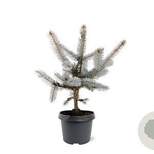 Picea pungens 'Hoopsii' 40-50 cm 5,0L