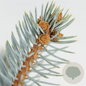 Picea pungens 'Hoopsii' 40-50 cm 5,0L