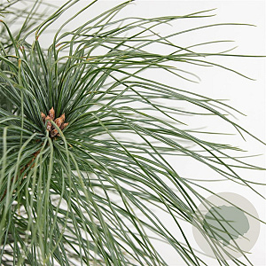 Pinus strobus 30-40 cm 3,0L