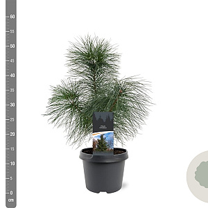 Pinus strobus 30-40 cm 3,0L