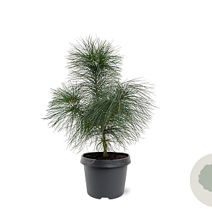 Pinus strobus 30-40 cm 3,0L