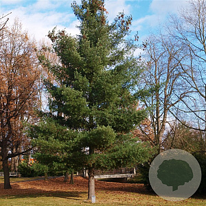 Pinus strobus 30-40 cm 3,0L