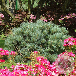 Pinus sylv. 'Watereri' 25-30 cm 3,5L