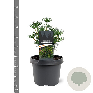 Sciadopitys vert. Green Diamond 25-30 cm 3,5L