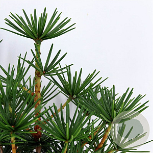 Sciadopitys vert. Green Diamond 25-30 cm 3,5L