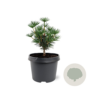 Sciadopitys vert. Green Diamond 25-30 cm 3,5L