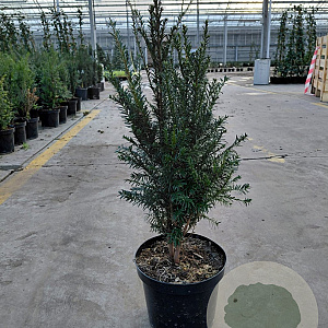 Taxus baccata 50-60 cm 4,0L