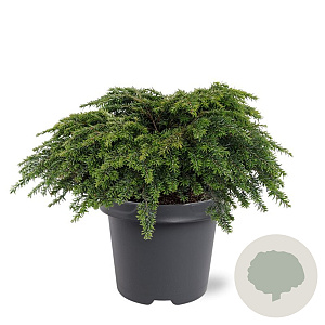 Tsuga canadensis 'Jeddeloh' 30-40 cm 5,0L