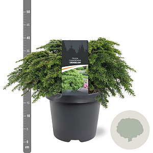 Tsuga canadensis 'Jeddeloh' 30-40 cm 5,0L