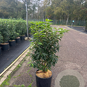 Prunus l. 'Angustifolia' 60-80 cm 10L