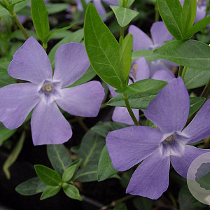 Vinca minor GM P9