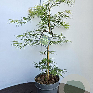 Acer pal. 'Dissectum' 40-50 cm 5,0L
