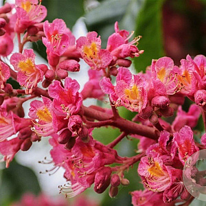 Aesculus carnea 'Briotii' 14-16 HO draadkluit