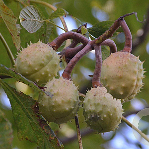 Aesculus carnea 'Briotii' 14-16 HO draadkluit