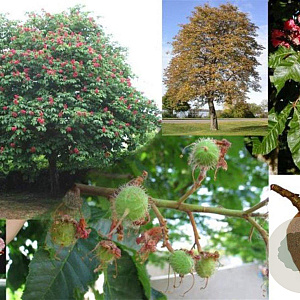 Aesculus carnea 'Briotii' 14-16 HO draadkluit