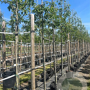 Amelanchier arborea 'Robin Hill' 10-12 HO container