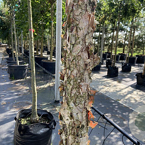 Betula nigra 16-18 HO draadkluit